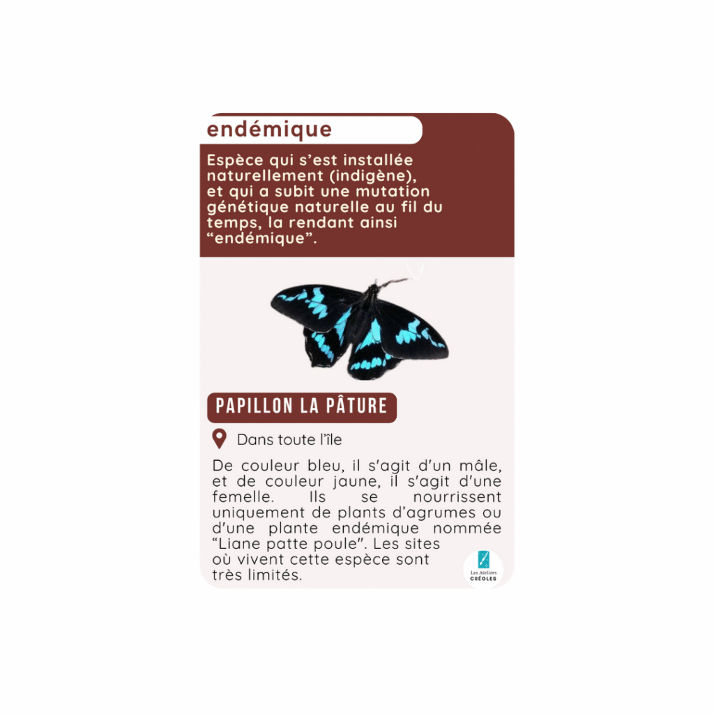 biodiversité papillon la pature
