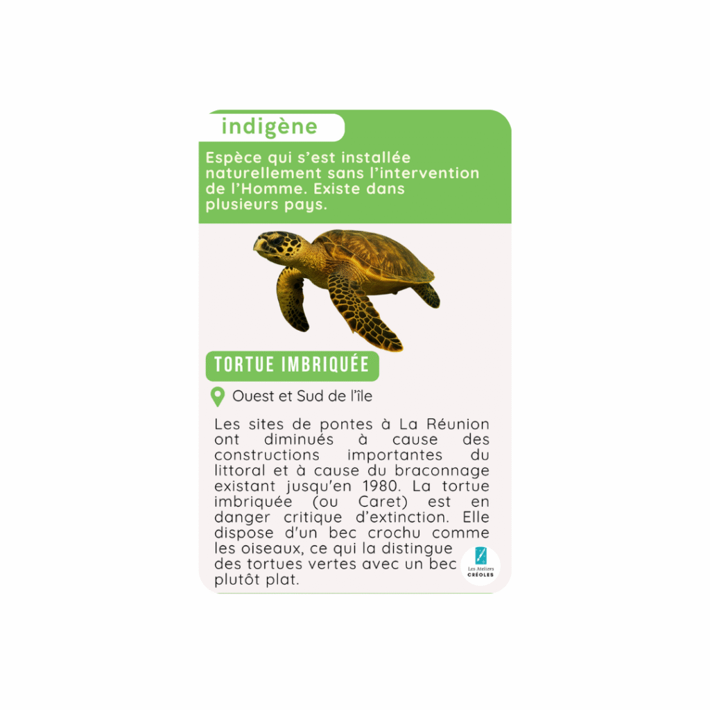 biodiversité tortue imbriquée