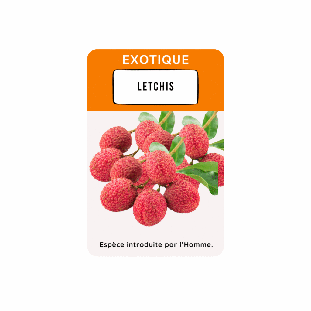 carte a jouer letchis