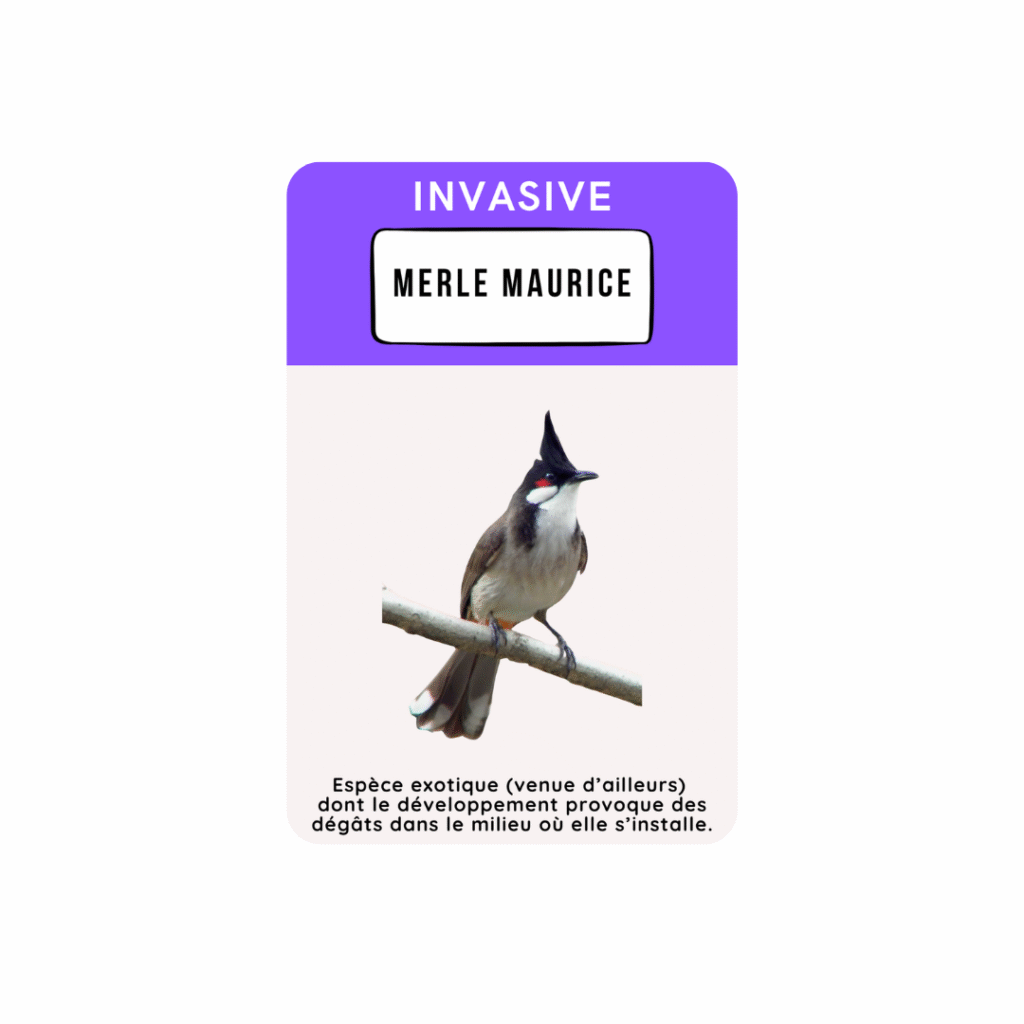 carte a jouer merle maurice