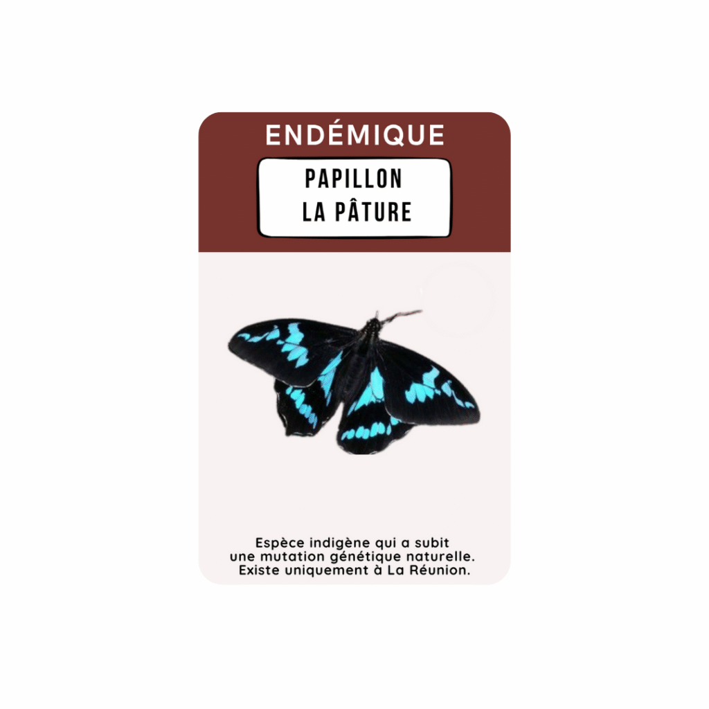 carte a jouer papillon la pature