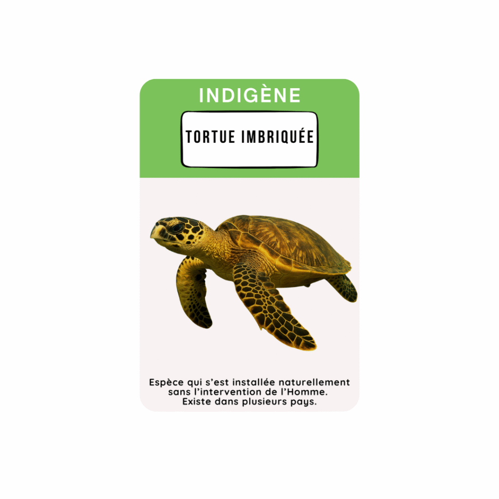 carte a jouer tortue imbriquee